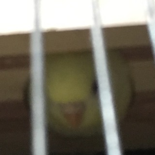 パステルカラーのルチノー（雌）巣箱大好き