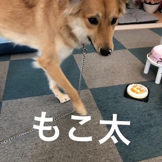 元野犬のモコ太 トレーニング済み