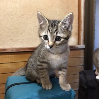 なれなれ子猫のカル君♪
