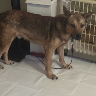 元野犬 ガチャピン トレーニング済み