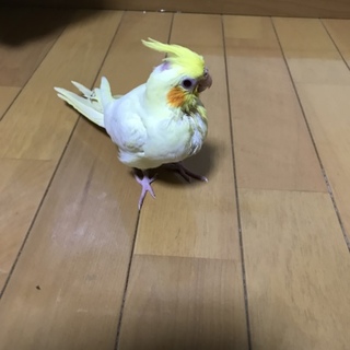 【里親様決定致しました】オカメインコの里親募集