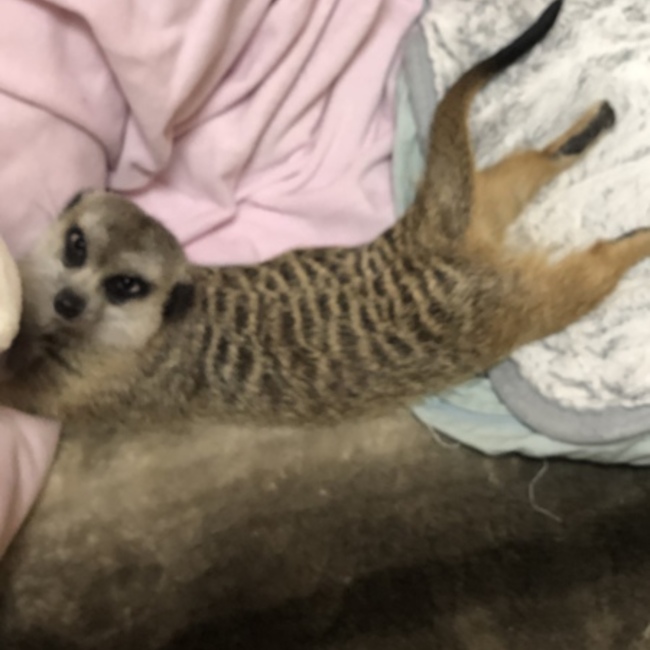 ぴこたすぴのカバー写真