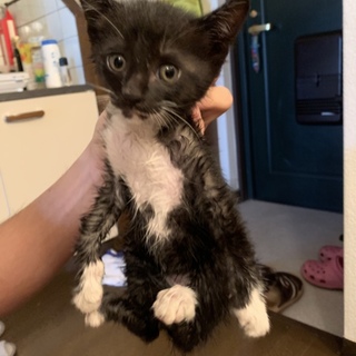猫エイズの子ですが