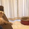 先住猫との距離も少しずつ