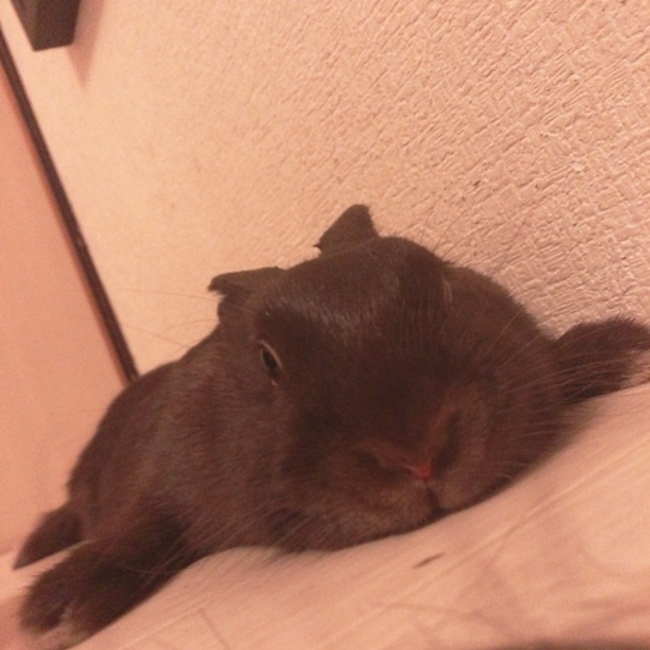 りちとこたのカバー写真