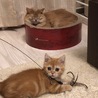 まだ怖くてシャーするけど距離は縮まった