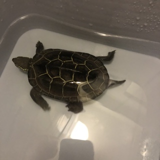 可愛いクサガメです！