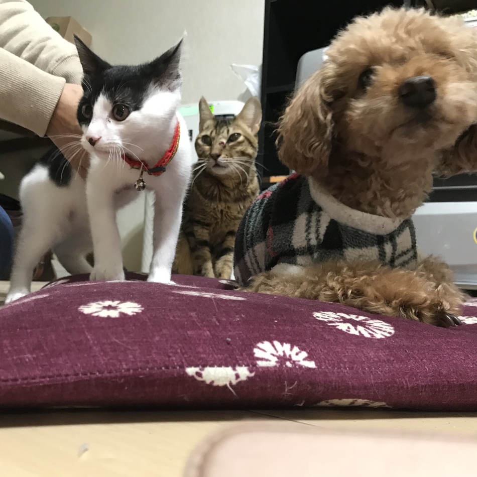 イフのカバー写真