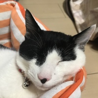 ミルル