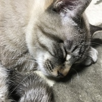 騎士