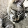 騎士