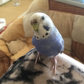 インコ【雌、ブルー】の里親を募集しています