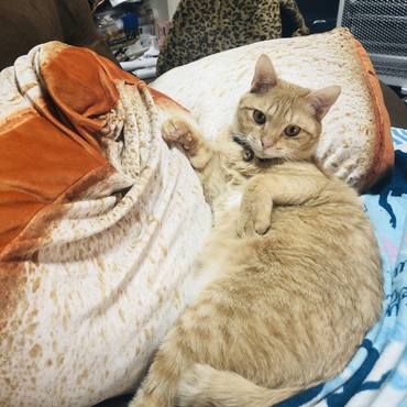 の写真