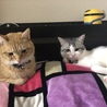 の写真