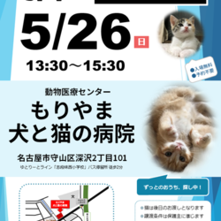 ▼猫の譲渡会▼名古屋市守山区 サムネイル3