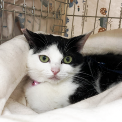 ▼猫の譲渡会▼名古屋市守山区 サムネイル2