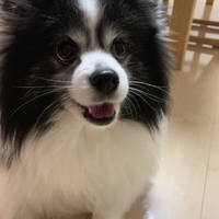 銀