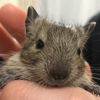 デグーベビちゃん