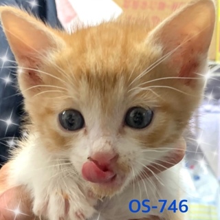 管理番号:OSー746