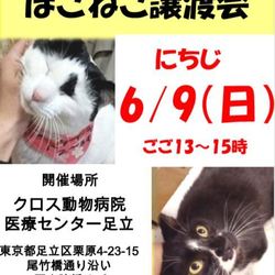 6/9(日)ねこに優しい動物病院でのほごねこ譲渡会 サムネイル1