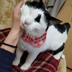 6/9(日)ねこに優しい動物病院でのほごねこ譲渡会 サムネイル2