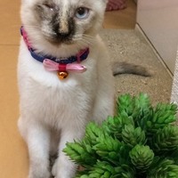 ましゅ