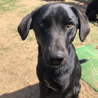 しつけ・訓練済み　ベッキー