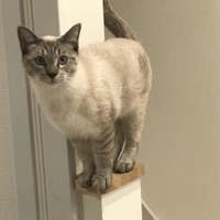 ミミ