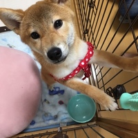 あんず