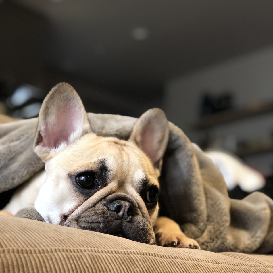 ゴン子のカバー写真