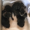 生後まもない保護仔猫5匹