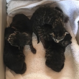 生後まもない保護仔猫5匹
