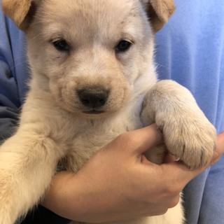 可愛い子犬4匹