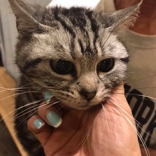 美しいアメショの 女の子