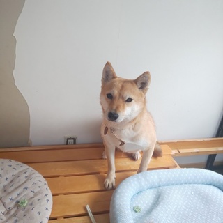 2歳柴犬の女の子