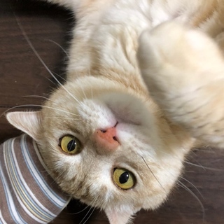 成猫 茶トラ きなこ オス 美形です！