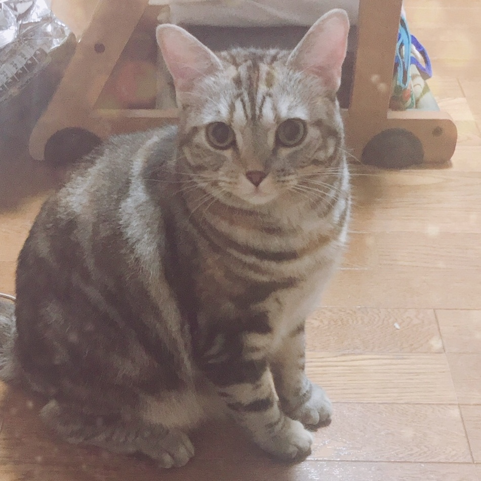 あんのカバー写真