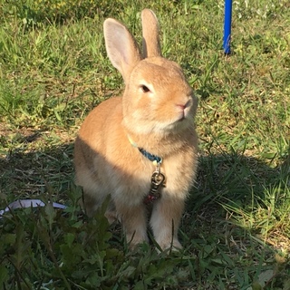 ネザーランドドワーフの里親募集中！