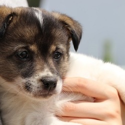 5/26(日)二子玉川いぬねこ里親会 サムネイル1