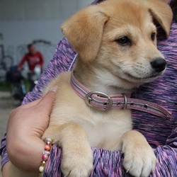 5/26(日)二子玉川いぬねこ里親会 サムネイル2