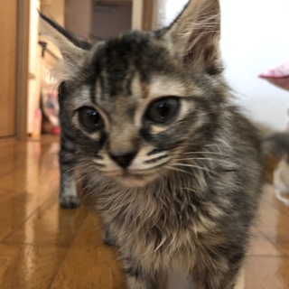 子猫2匹 里親募集！