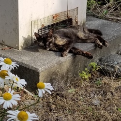 捨てられた猫さん?