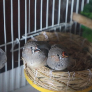 交渉中です。キンカチョウ　オスが二羽います。