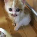 子猫 1ヶ月齢