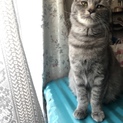 グレイ毛の猫ちゃん
