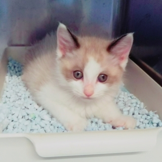 正式譲渡♥愛護センターレスキュー♥シャチ