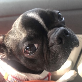 繁殖場よりレスキュー　ボストンテリア♀
