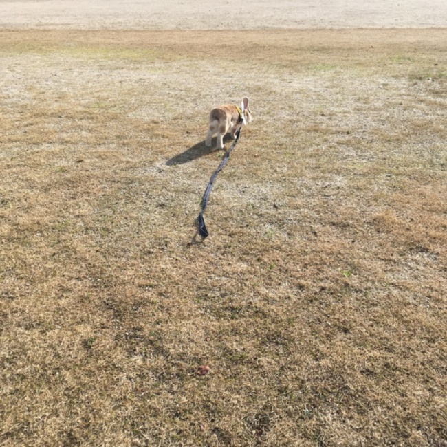こにまるのカバー写真