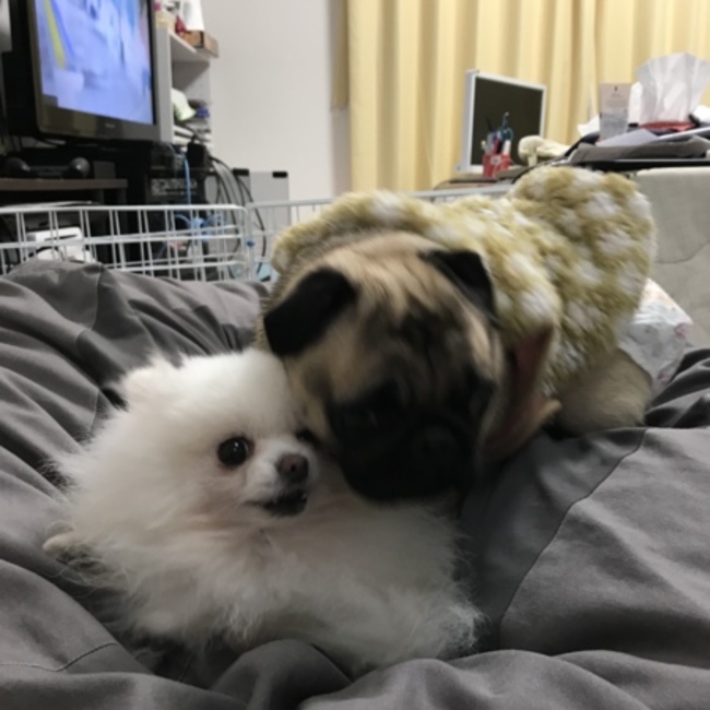 てｔのカバー写真