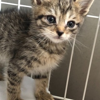 つぶらな瞳のかわいこちゃん☆新茶（にな）ちゃん